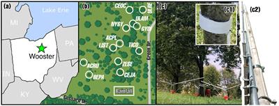 Frontiers Hypothesis and theory Do trees release the tension